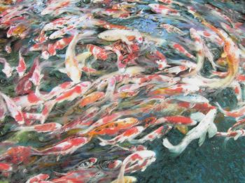 Koi